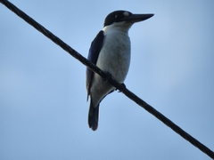 Todiramphus macleayii