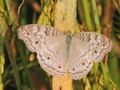 Junonia atlites