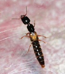 Megalinus flavocinctus