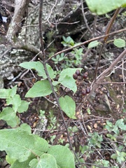 Cistus populifolius
