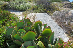 Cotyledon orbiculata