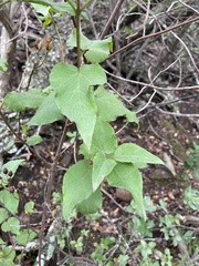Cistus populifolius