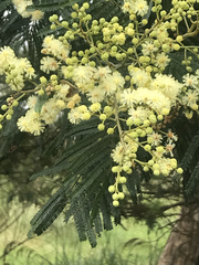 Acacia mearnsii