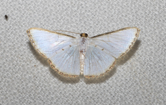 Leuciris