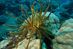 Crinoidea