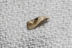 Cochylina