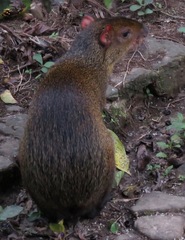 Dasyprocta variegata