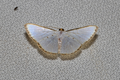 Leuciris