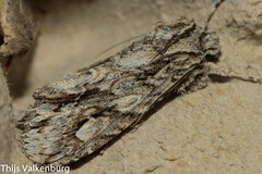 Meganephria bimaculosa