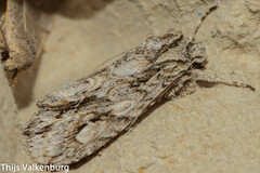 Meganephria bimaculosa