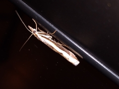 Orocrambus flexuosellus