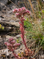 Sempervivum tectorum