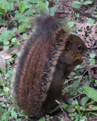 Sciurus ignitus
