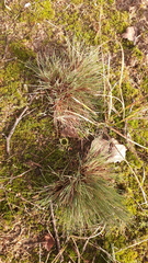 Corynephorus canescens