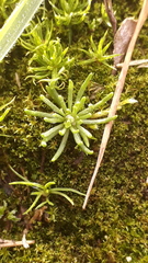 Spergula morisonii
