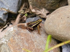 Epipedobates anthonyi