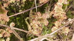 Cladonia cariosa