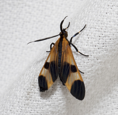 Dycladia