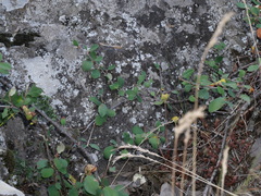 Cotoneaster integerrimus