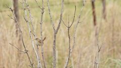 Cistothorus platensis