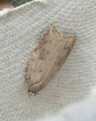 Acleris sparsana