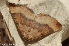 Larentia clavaria