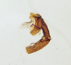 Trichocera