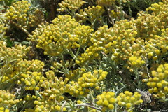 Helichrysum revolutum