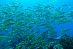 Mulloidichthys vanicolensis