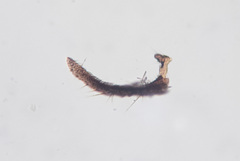 Trichocera