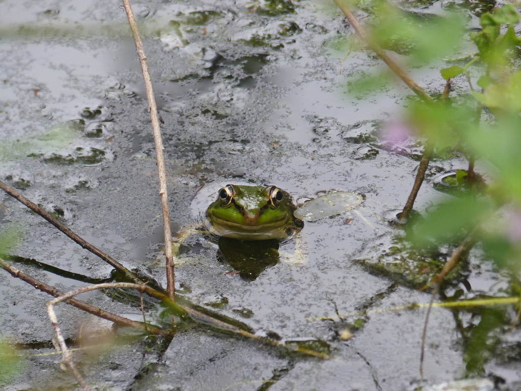 Rio Chipillico Frog