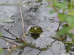 Lithobates bwana