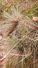 Corynephorus canescens