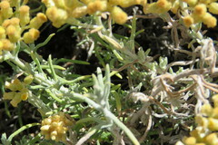 Helichrysum revolutum