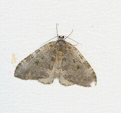Epirrita dilutata