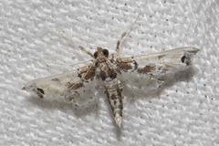 Lineodini