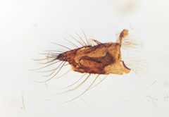 Aedes cinereus