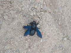 Xylocopa violacea