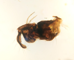 Trichocera