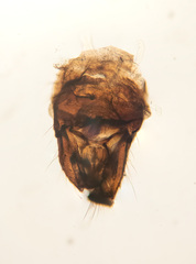 Trichocera