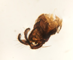 Trichocera
