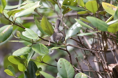 Orthotomus ruficeps