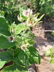 Rubus rigidus