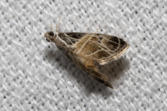Pyraloidea
