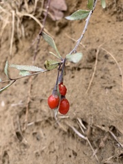 Lycium barbarum