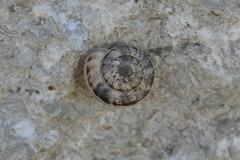 Backeljaia gigaxii