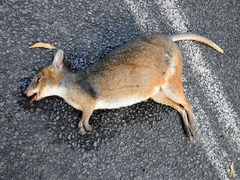 Thylogale stigmatica