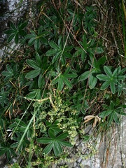 Alchemilla alpigena