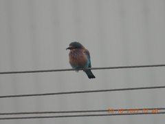 Coracias benghalensis