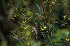 Ludwigia hyssopifolia